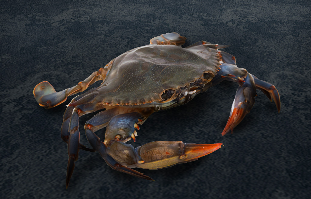 softshell crab 1