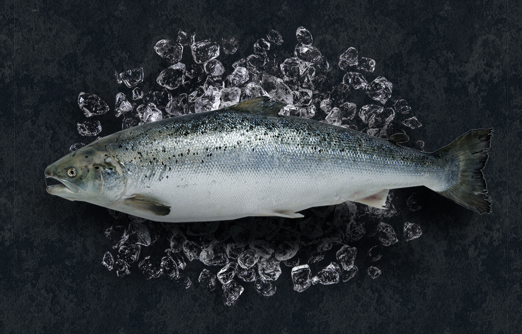Atlantic Salmon whole