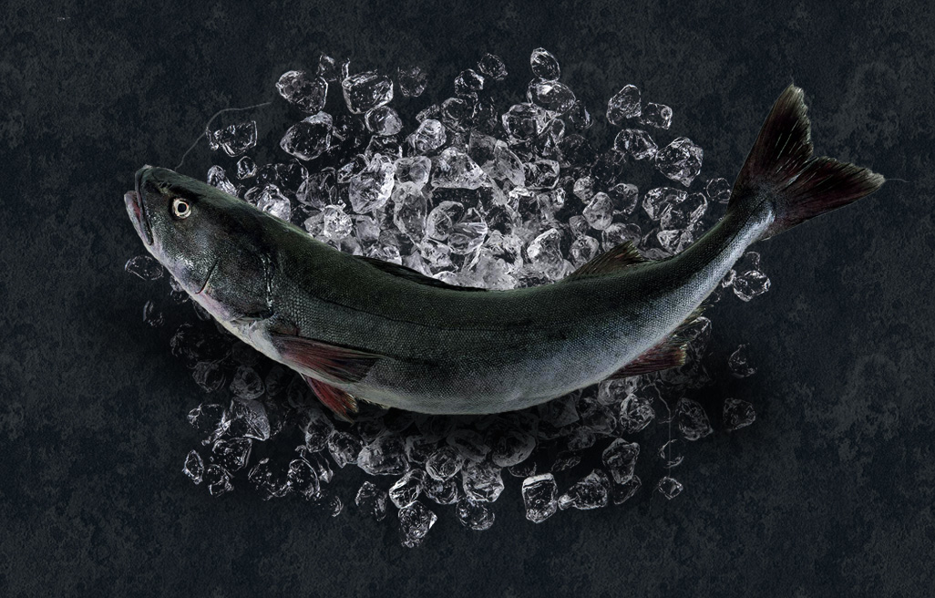 Black Cod Fish raw